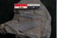 Foto (Detailansicht) von Callipteris sp.  (NHMW-GEO-2024-0188-10913)